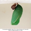 coenonympha pamphilus pupa2